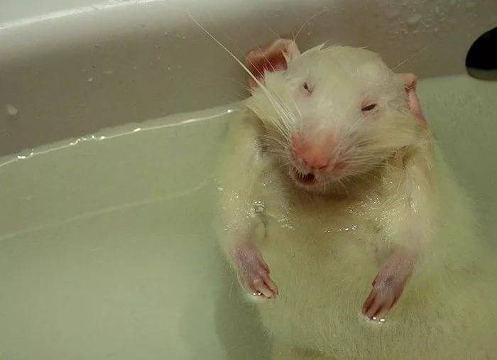 Можно ли мыть мышь. Мокрая мышь. Мышь в ванне.