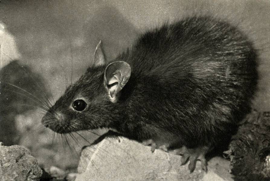 Черная крыса и рыжая: фото и описание образа жизни русский фермер