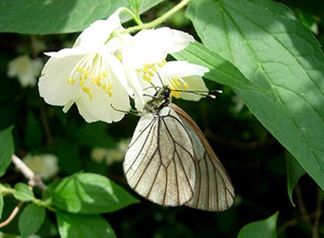 Бабочка боярышница и меры борьбы с ней