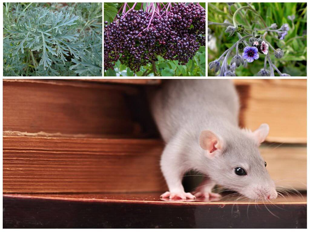 Какие запахи не любят мыши: мята, уксус, полынь, хлорка и другие