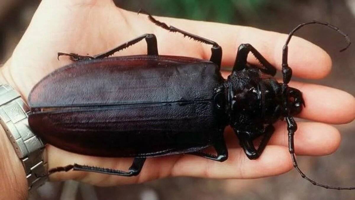 Огромный жук: 10 устрашающих насекомых