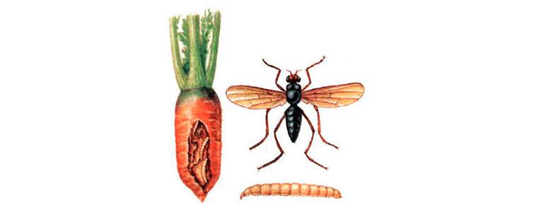 Как бороться с морковной мухой: описание и признаки ее появления