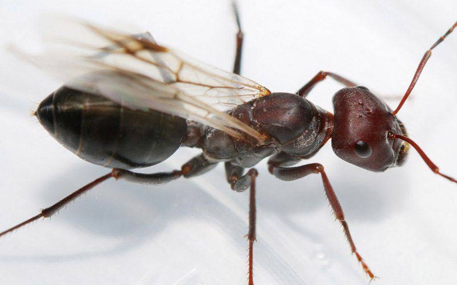 Как избавиться от муравьев с крыльями в доме