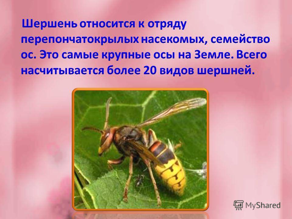 Осы: виды насекомых и их особенности :: syl.ru