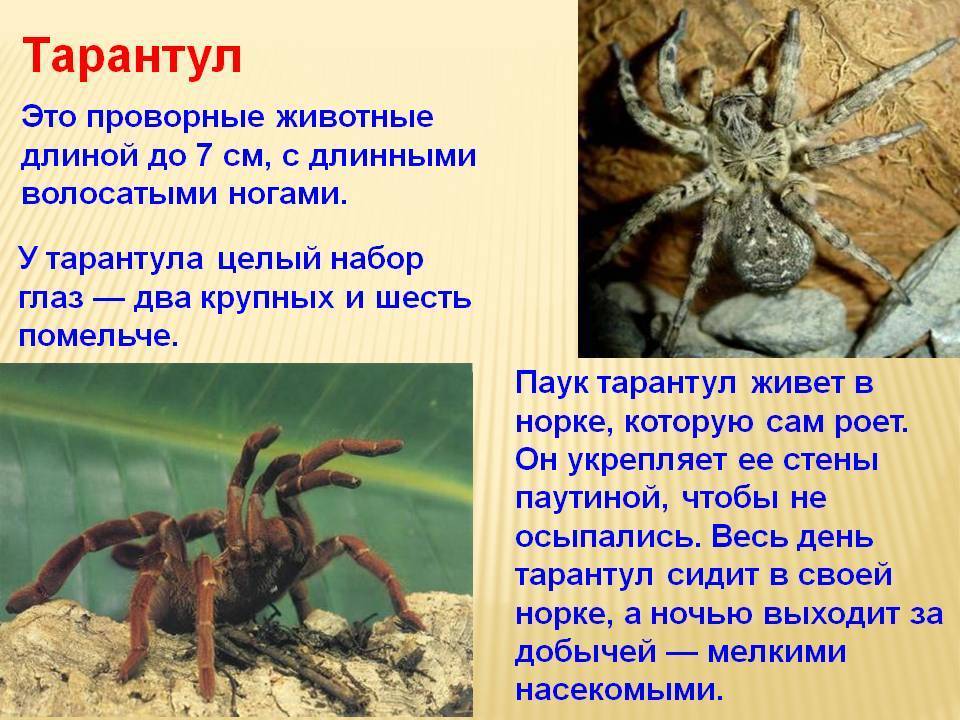 Тип паукообразные - общая характеристика, описание и виды представителей