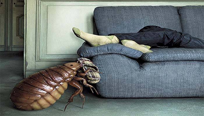 Основные причины появления тараканов в квартире