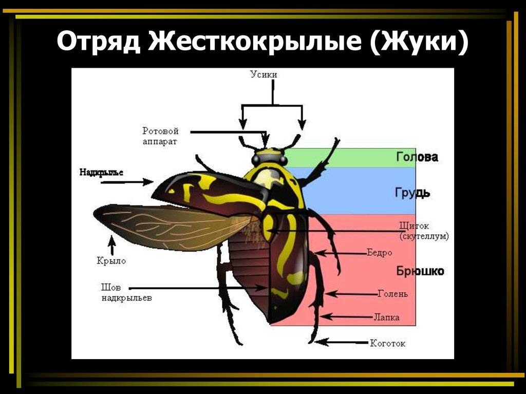 Чёрный таракан насекомое. описание, особенности, виды, образ жизни и среда обитания таракана
