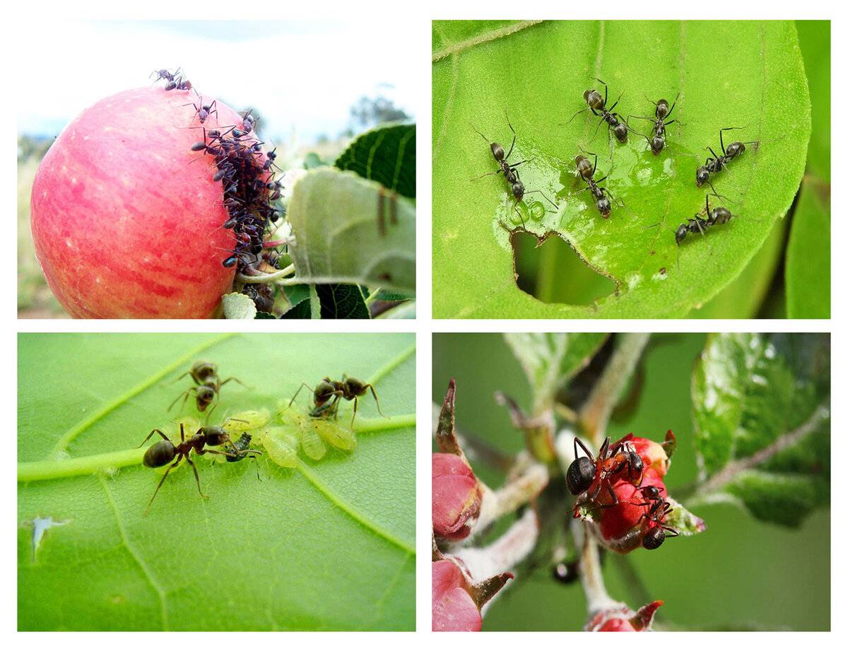 Как избавиться от муравьев на яблоне