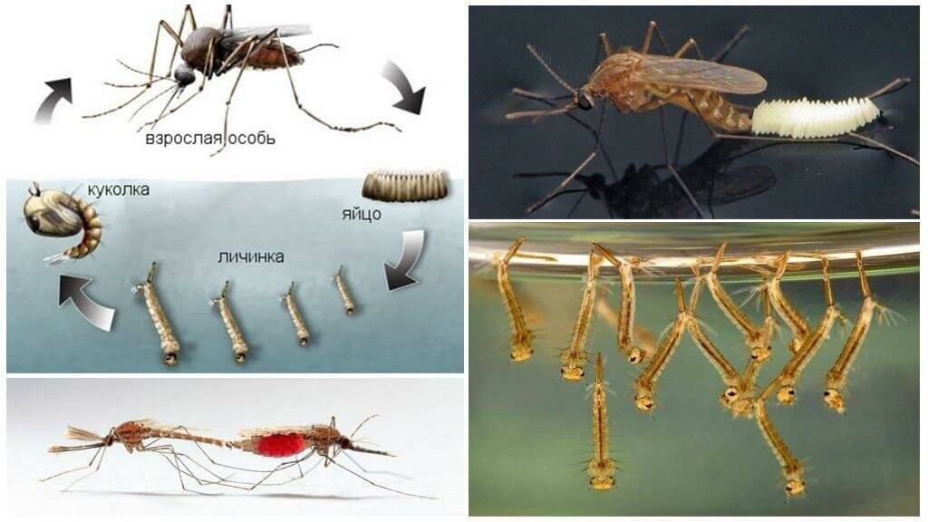 На что летят комары и как от них «спрятаться»? как нас в темноте находят комары? как комары чувствуют человека.
