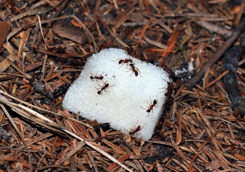 Садовые муравьи: чем полезны и возможный вред | польза и вред