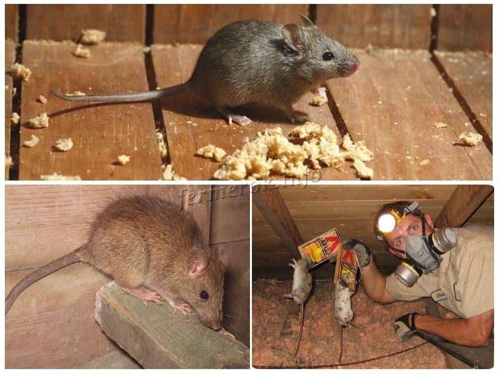 Избавляемся от крыс и мышей с помощью ядов: топ-8 лучших отрав