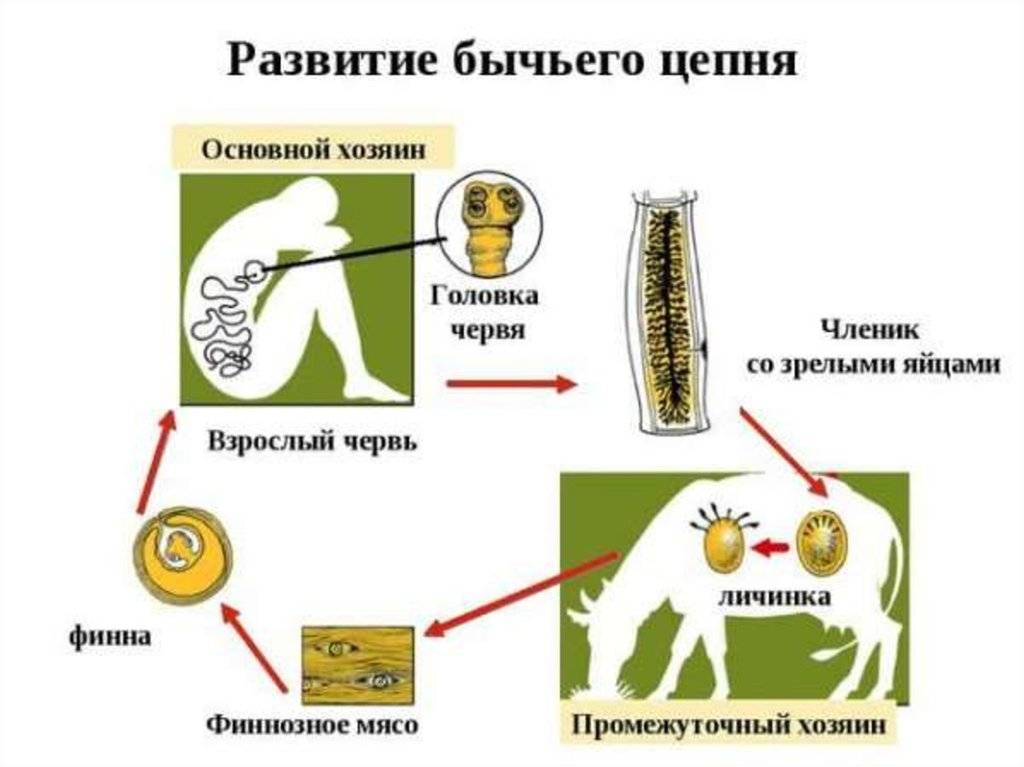 Жизненный цикл бычьего цепня рисунок с подписями