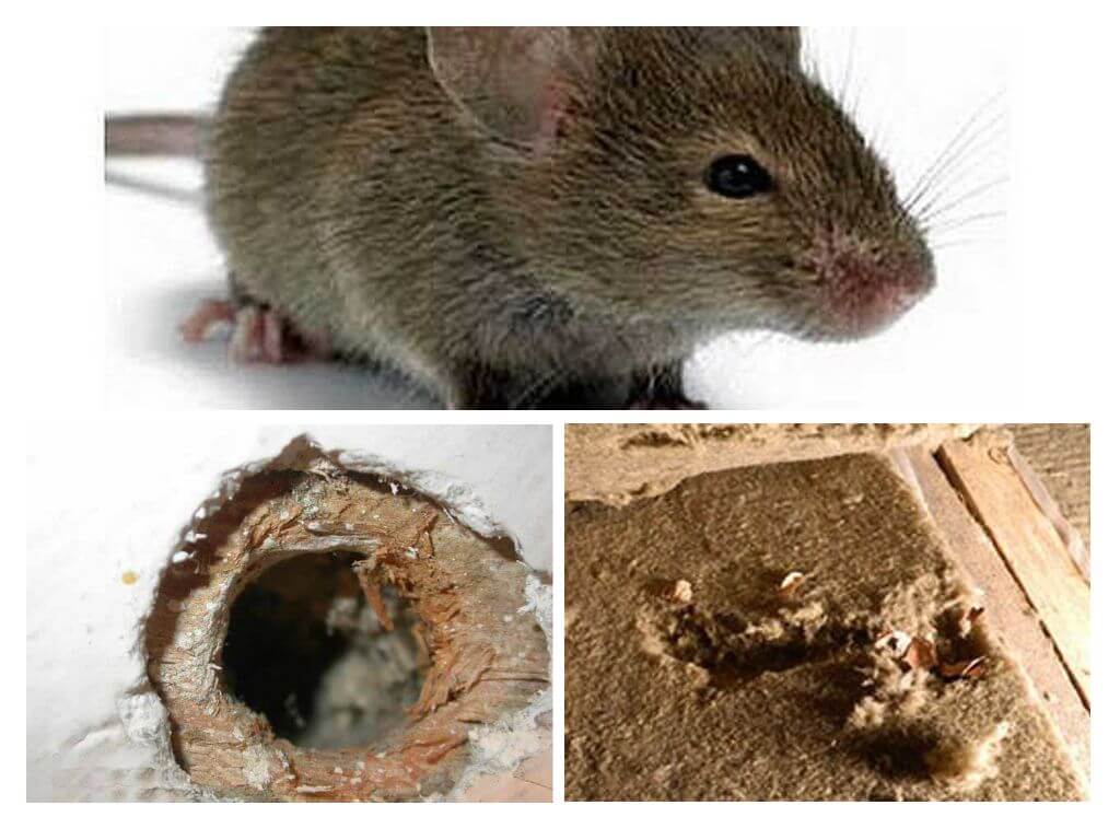 Живут ли мыши в минвате и других мягких утеплителях 2021