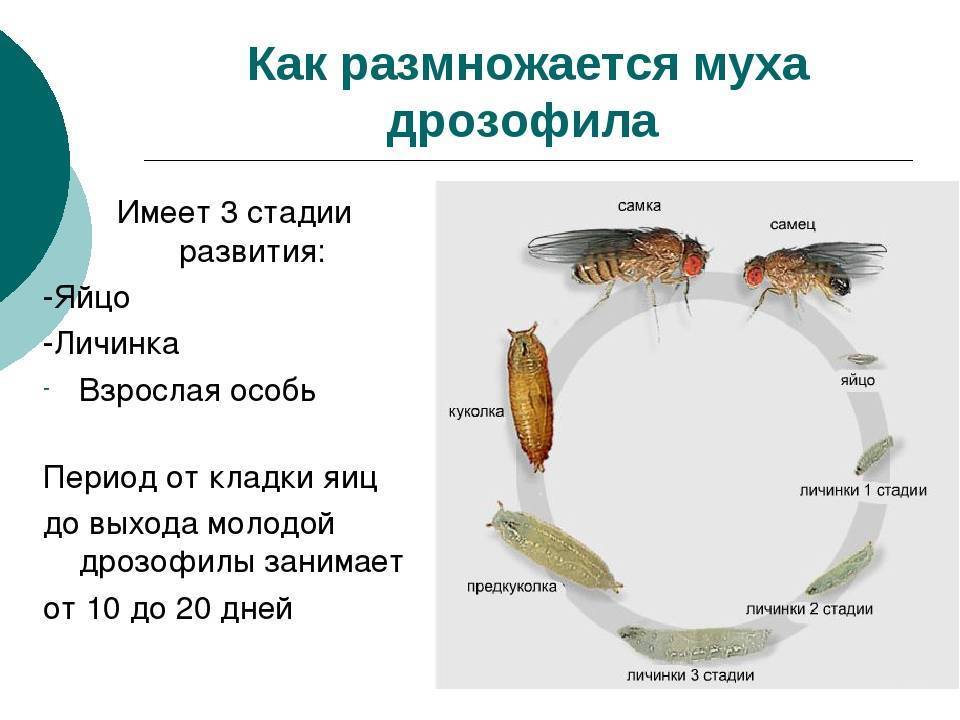 Виды мух: описание, размножение и образ жизни
