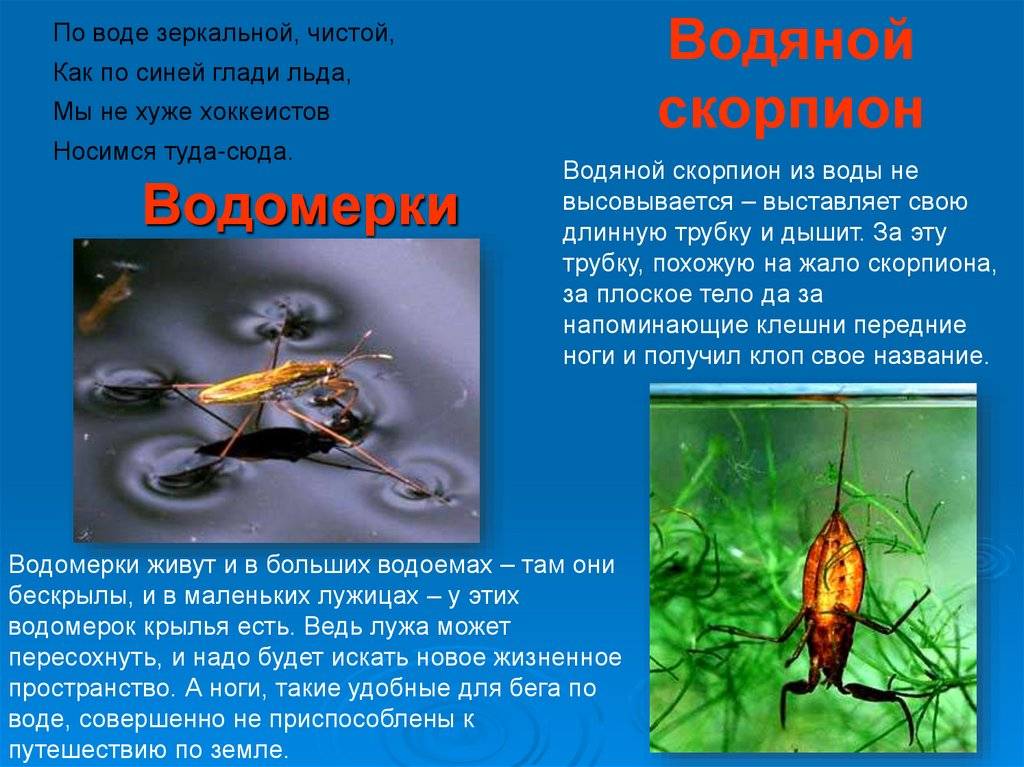 ◉ водяные клопы: гладыш, гребляк, плавт, водяной скорпион, чем питаются в природе, как передвигаются, опасен ли их укус для человека