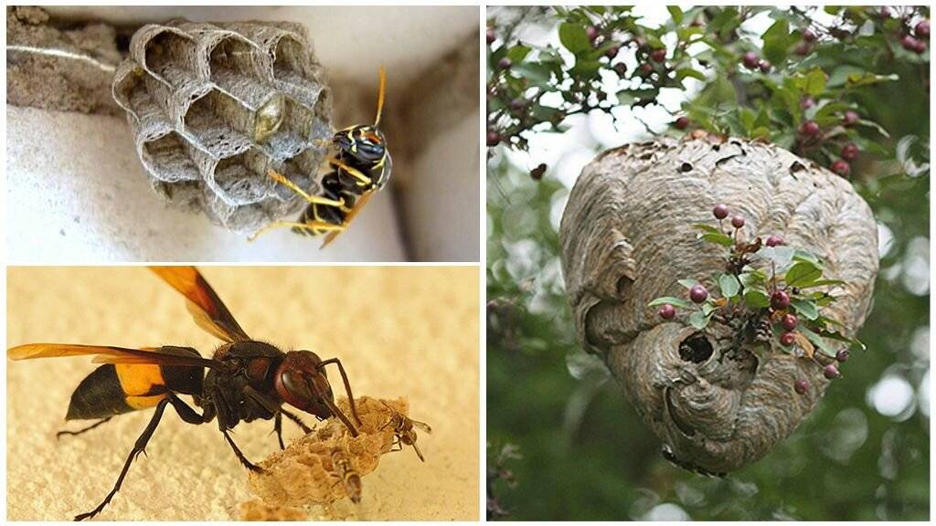 Как избавиться от пчел в стене дома, вывести их из деревянного дома