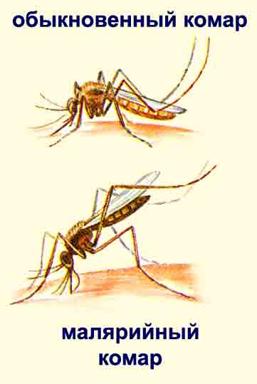 Опасность малярийного комара: чем опасны, заражение малярией, уничтожение