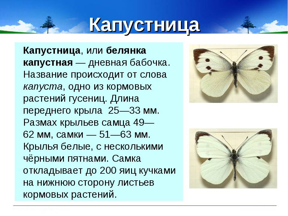 Этапы развития бабочки капустной белянки