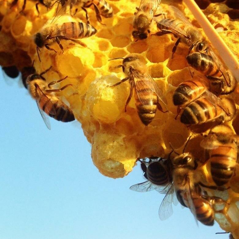 Пестряк пчелиный: образ жизни опасного вредителя ульев, профилактика паразитирования