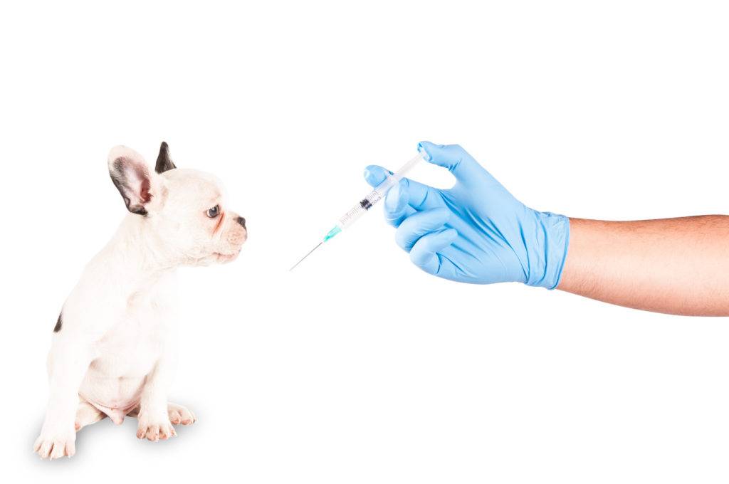 Виды препаратов для вакцинации собак