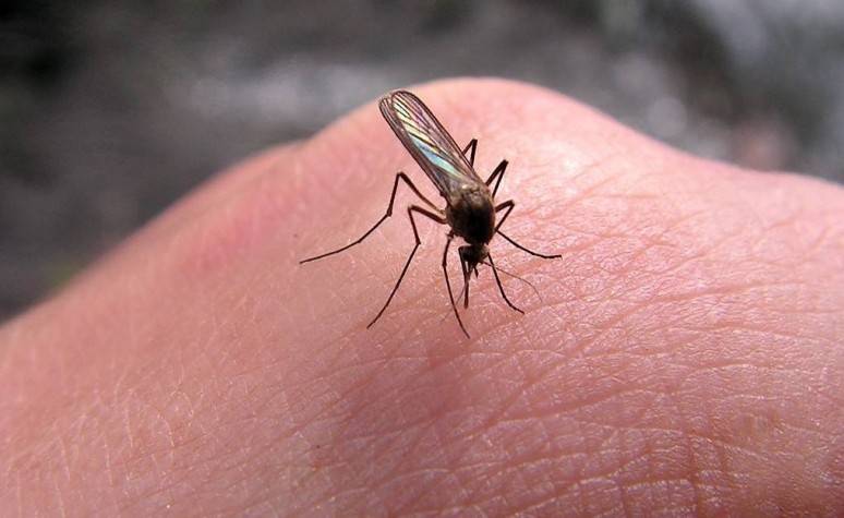 Почему вас кусают комары – 7 причин