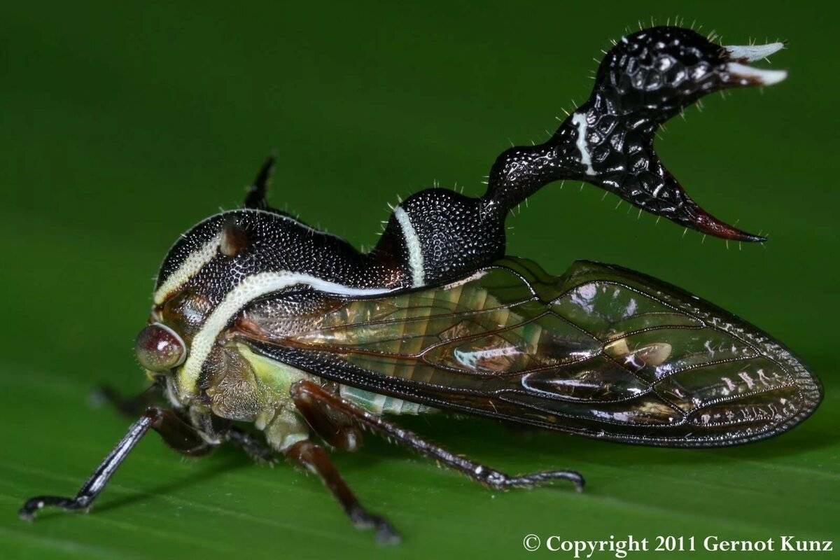 Горбатка рогатая: необычный внешний вид и образ жизни цикадовых