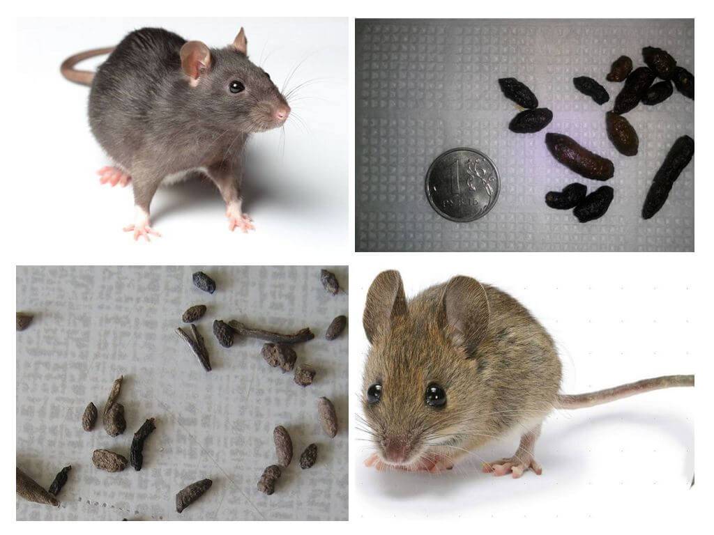 Крыса и мышь: внешние отличия, различия в поведении и интеллекте