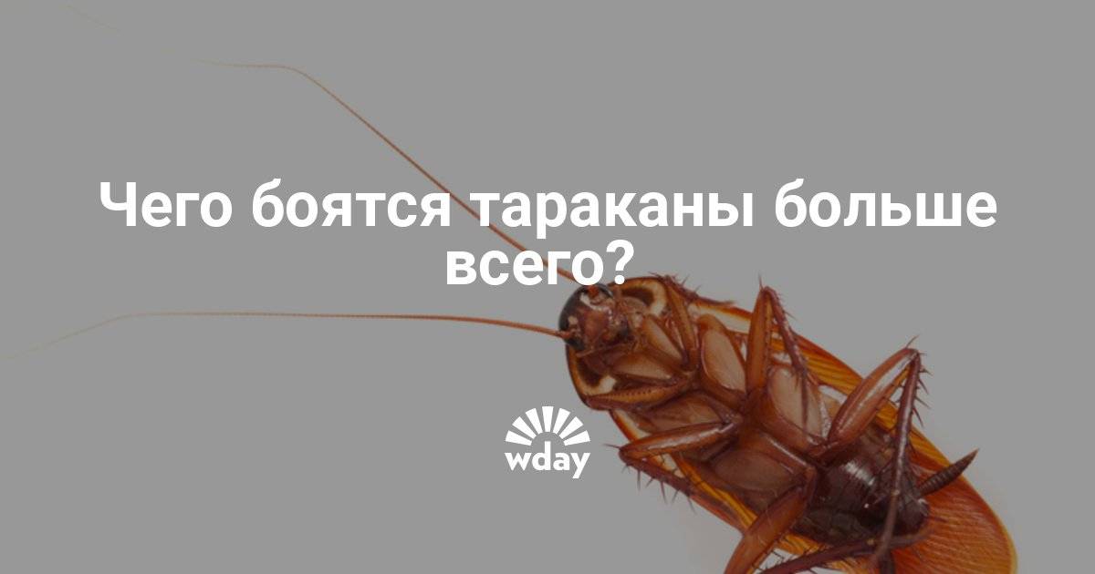Почему люди боятся тараканов?
