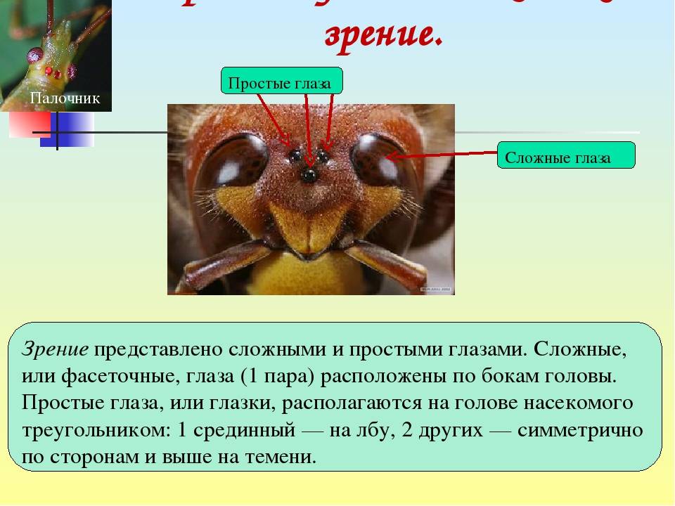 Глаза насекомых имеют. Класс насекомые глаза. Простые и сложные глаза. Органы зрения у насекомых. Простые и сложные глаза у насекомых.