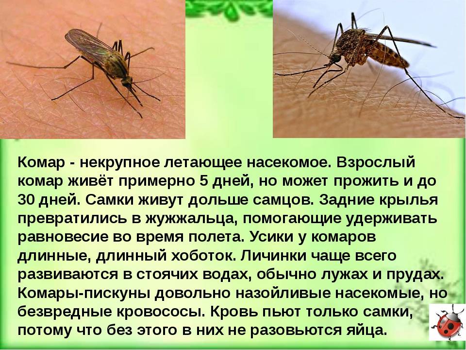 Продолжительность жизни и причины смерти комаров