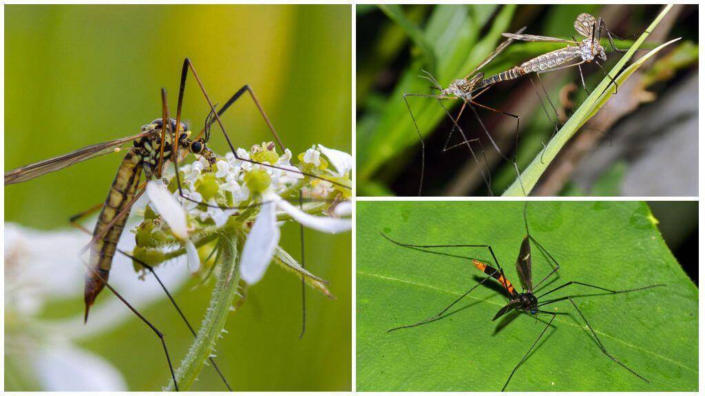 Зачем нужны комары в природе