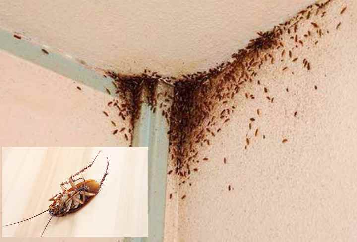 Почему появляются тараканы в квартире, что делать если завелись?