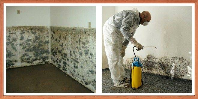 Как избавиться от грибка на стенах в квартире: 6 способов решения проблемы