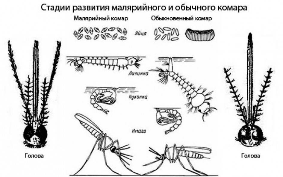 Комары - виды, питание и строение, описание и значение комаров, факты и враги