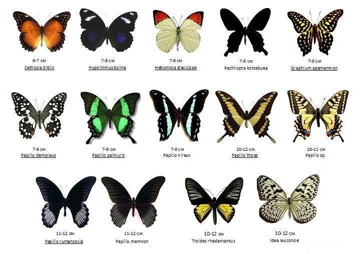 Виды бабочек: названия известных семейств, описание их внешности и образа жизни | buzzbabble.ru