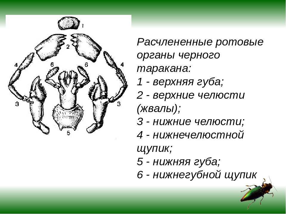 Внешнее и внутреннее строение тараканов