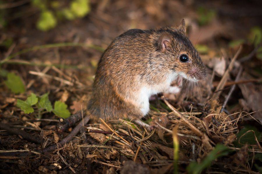 Сколько живет и как зимует мышь полевка?