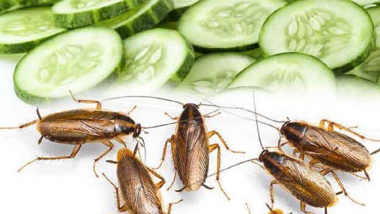 Чем питаются тараканы в условиях заражения и разведения