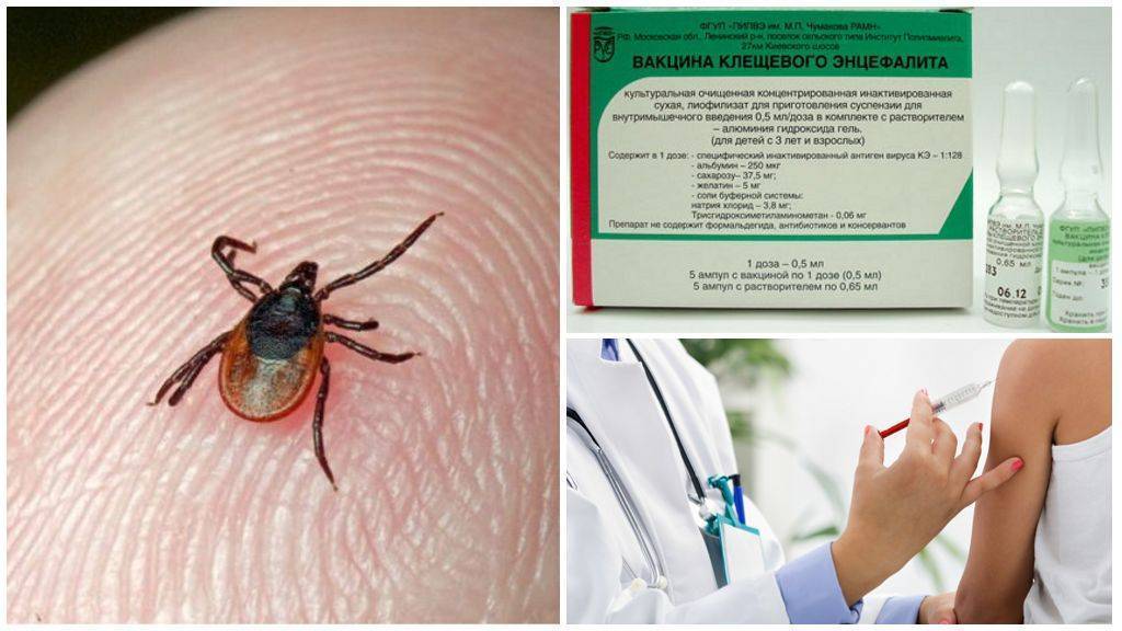 Клещевой энцефалит: заражение, симптомы и профилактика