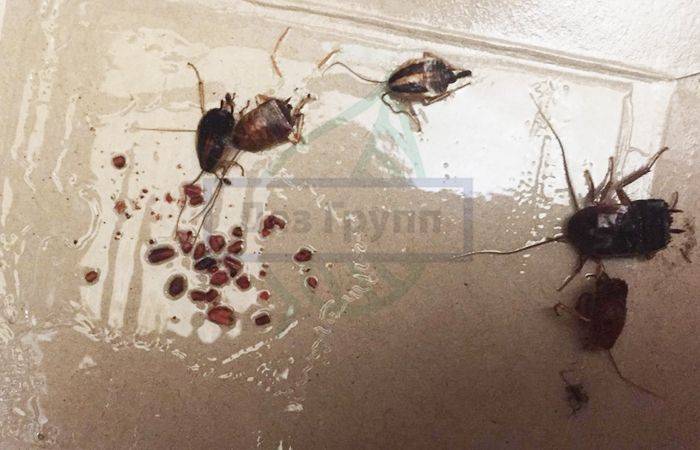 Как избавиться от тараканов в общежитии: 10 эффективных средств