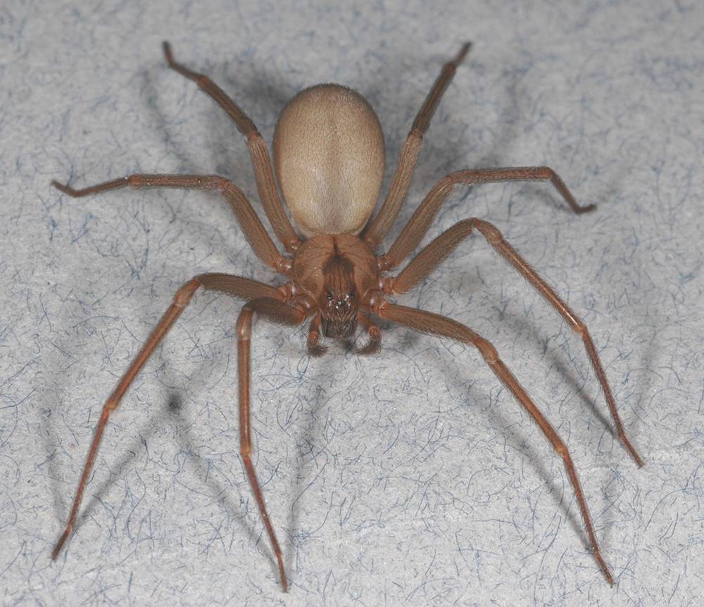 Самый ядовитый паук в мире: топ 10, фото, видео