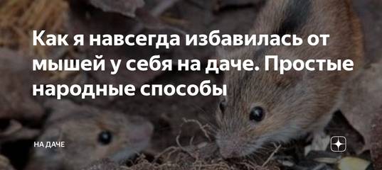 Как избавиться от мышей в частном доме навсегда быстро и эффективно: народные и другие средства