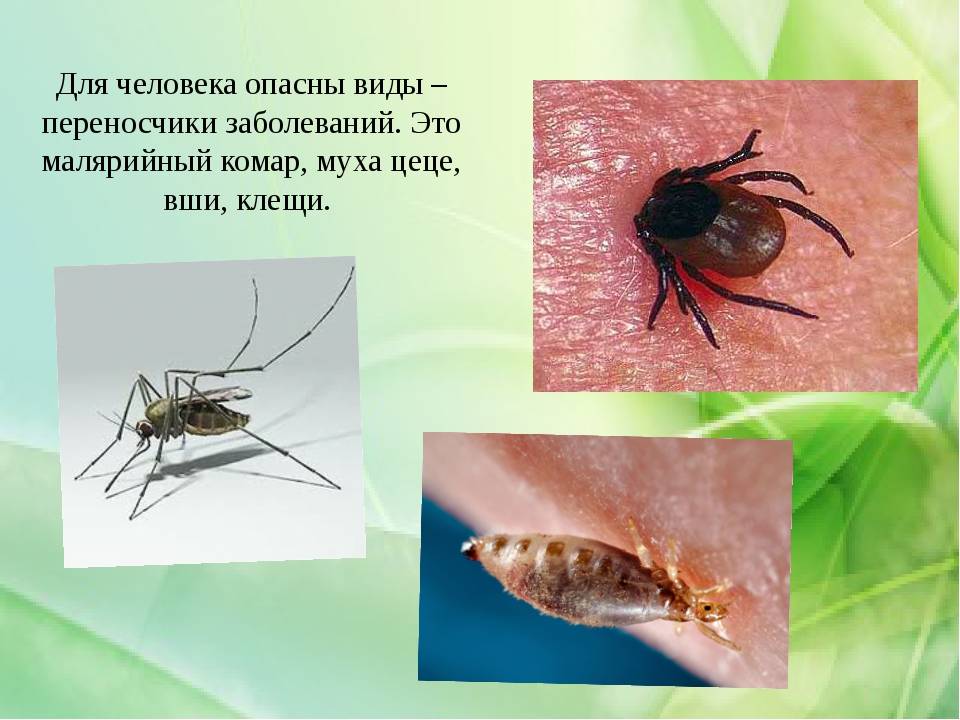 Как выглядят и чем опасны малярийные комары?