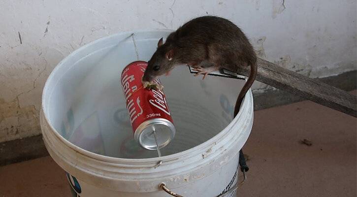 Как поймать крысу в доме, на даче, в сарае: самодельный способ и ловушки для крыс