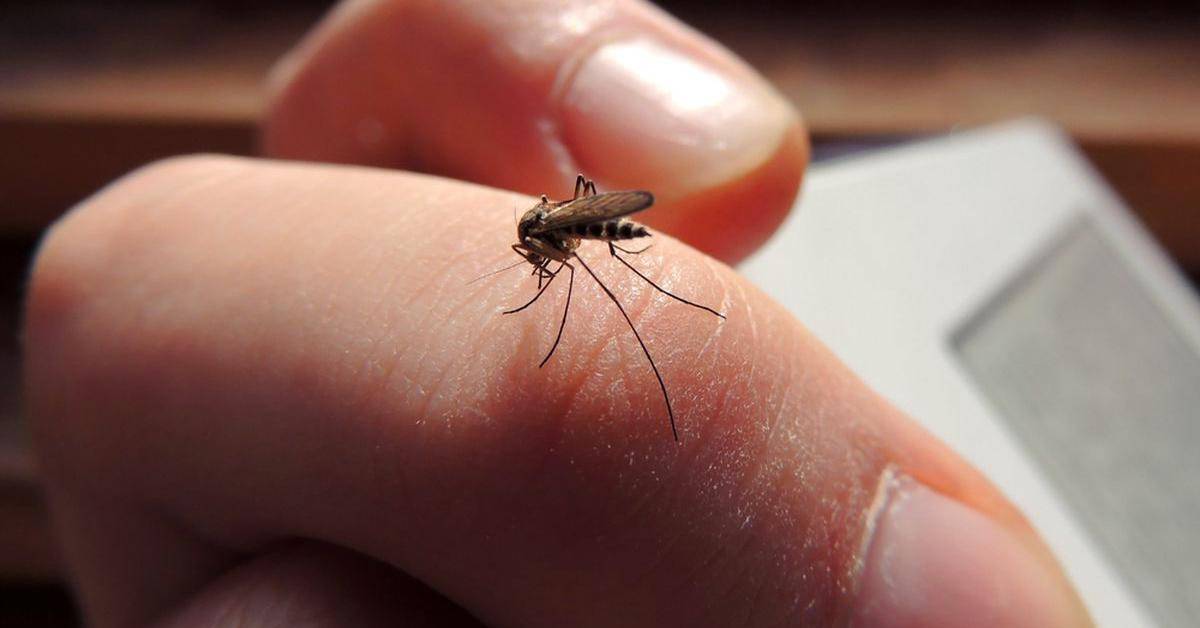 Жизненный цикл комаров: как они появляются на свет