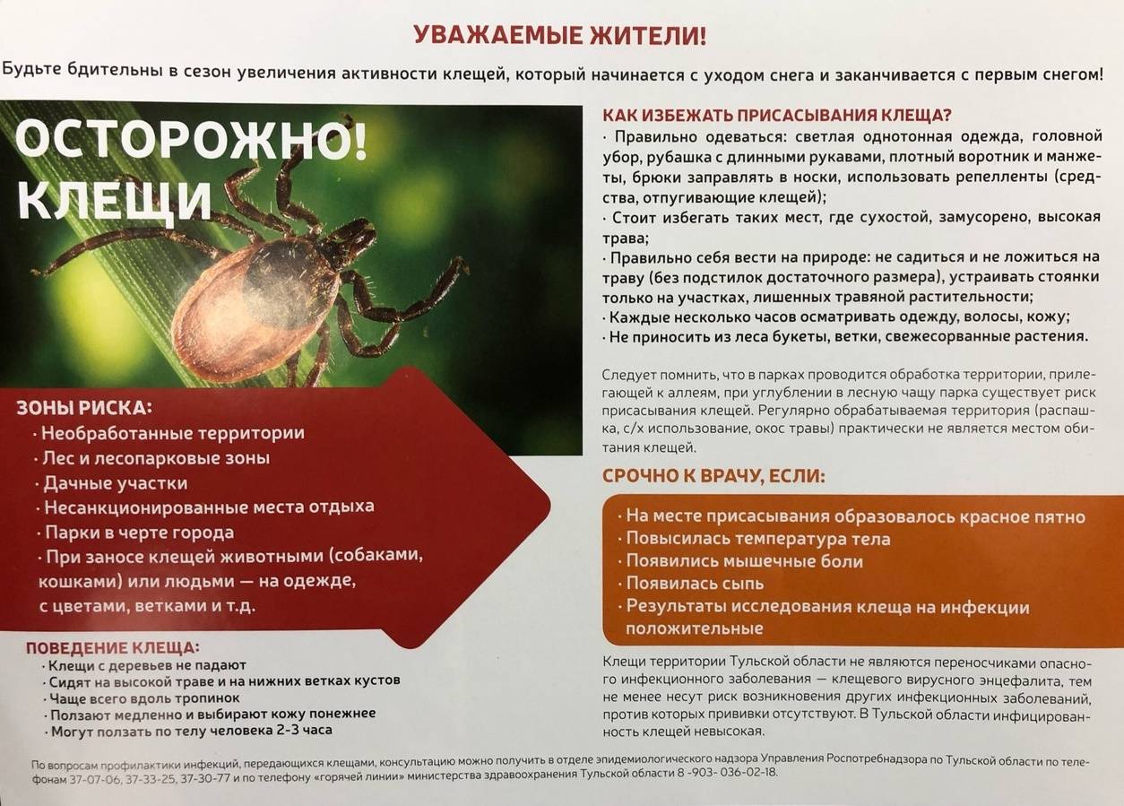 Укусил клещ: что делать? – напоправку