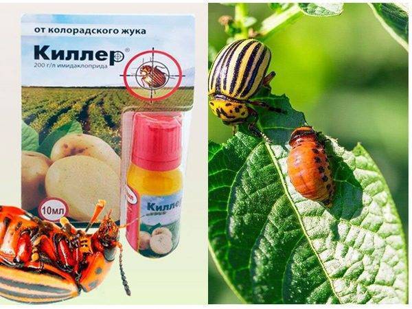 Регент 800 от насекомых – как применять инсектицид?
