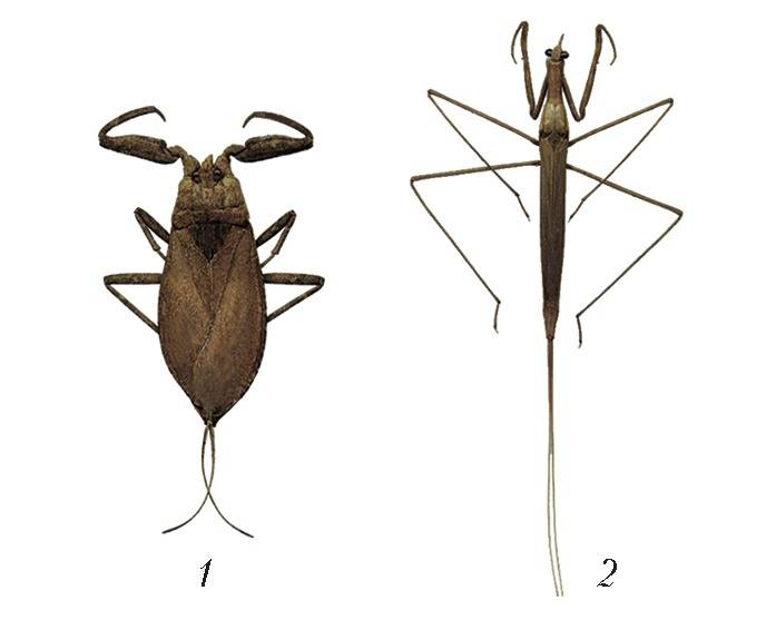 Как выглядят клопы: строение и фото насекомого, размеры постельной разновидности и их характеристики