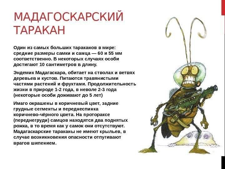Тараканы в квартире: что нужно знать, чтобы навсегда избавиться от этих насекомых