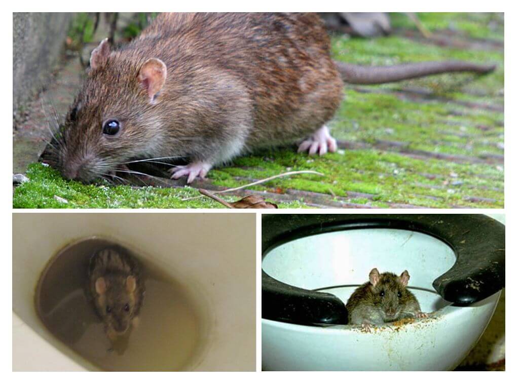 Крыса в унитазе из канализации – откуда берутся, что делать и как избавиться